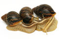 Cochlitoma varicosa F2 Gonubia, South Africa, semiadult, 5 cm